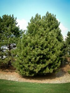 Сосна Чёрная (Pinus Nigra) купить по цене от 270.00р. в интернет-магазине «Посадика» с доставкой почтой в в Инзае и по всей России – [изображение №1].