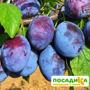 Слива Чачакская ранняя купить по цене от 229.00р. в интернет-магазине «Посадика» с доставкой почтой в в Инзае и по всей России – [изображение №1].