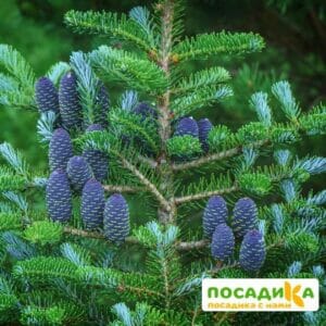 Пихта корейская (Abies koreana) купить по цене от 450.00р. в интернет-магазине «Посадика» с доставкой почтой в в Инзае и по всей России – [изображение №1].