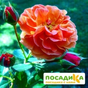 Роза Арабия купить по цене от 350.00р. в интернет-магазине «Посадика» с доставкой почтой в в Инзае и по всей России – [изображение №1].