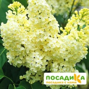 Сирень Примроуз (Primrose) купить по цене от 529.00р. в интернет-магазине «Посадика» с доставкой почтой в в Инзае и по всей России – [изображение №1].