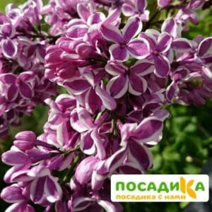 Сирень Сенсация купить по цене от 529.00р. в интернет-магазине «Посадика» с доставкой почтой в в Инзае и по всей России – [изображение №1].