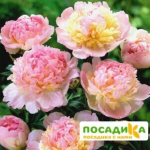 Пион Распберри Сандей (Paeonia Raspberry Sundae) купить по цене от 959р. в интернет-магазине «Посадика» с доставкой почтой в в Инзае и по всей России – [изображение №1].