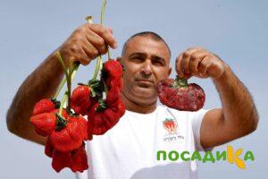 Клубника Гигант Джорнея купить по цене от 266р. в интернет-магазине «Посадика» с доставкой почтой в в Инзае и по всей России – [изображение №1].