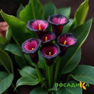 Калла Аура Лейс купить по цене от 400р. в интернет-магазине «Посадика» с доставкой почтой в в Инзае и по всей России – [изображение №1].