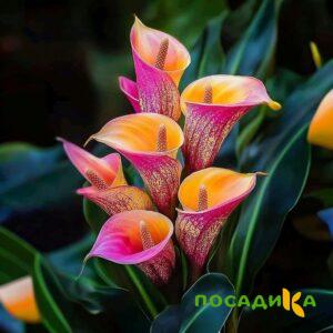 Калла Оникс купить по цене от 450р. в интернет-магазине «Посадика» с доставкой почтой в в Инзае и по всей России – [изображение №1].