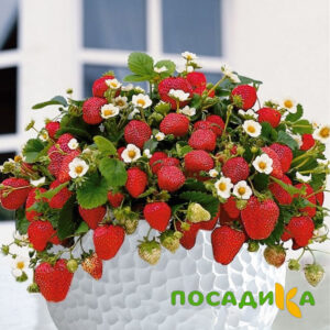 Клубника Рубиновый Шепот (горшечная) купить по цене от 240р. в интернет-магазине «Посадика» с доставкой почтой в в Инзае и по всей России – [изображение №1].
