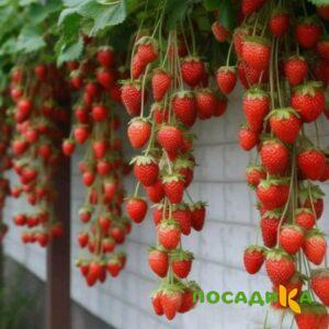 Клубника вьющаяся Комплимент купить по цене от 470р. в интернет-магазине «Посадика» с доставкой почтой в в Инзае и по всей России – [изображение №1].
