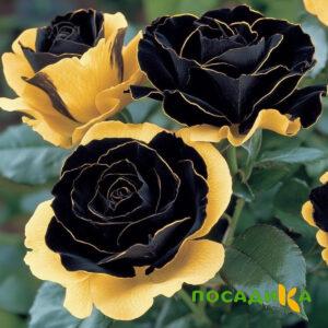 Роза Ханни Сикл купить по цене от 700р. в интернет-магазине «Посадика» с доставкой почтой в в Инзае и по всей России – [изображение №1].