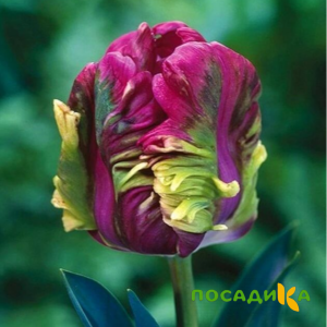 Тюльпан Экзотик Хэвен купить по цене от 186р. в интернет-магазине «Посадика» с доставкой почтой в в Инзае и по всей России – [изображение №1].
